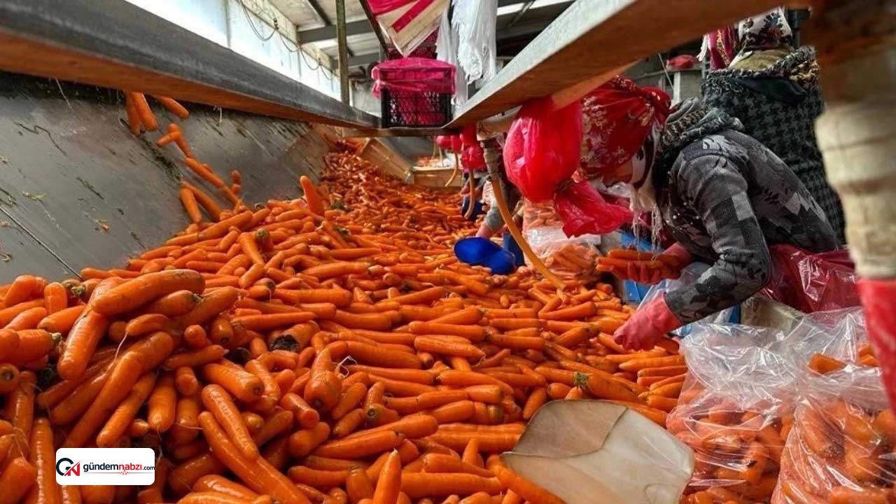 Tarladan markete fiyat uçurumunun şampiyonu havuç oldu