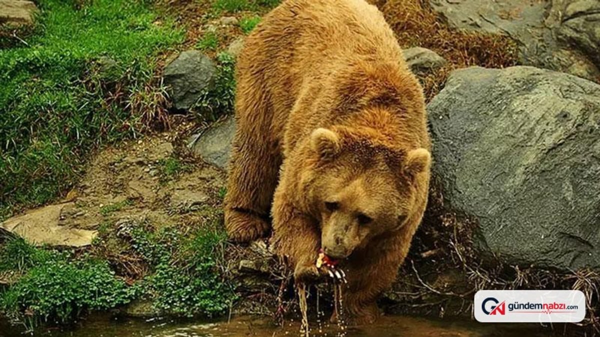 Karadeniz ve Doğu Anadolu'da artan ayı nüfusu için uzman uyarısı
