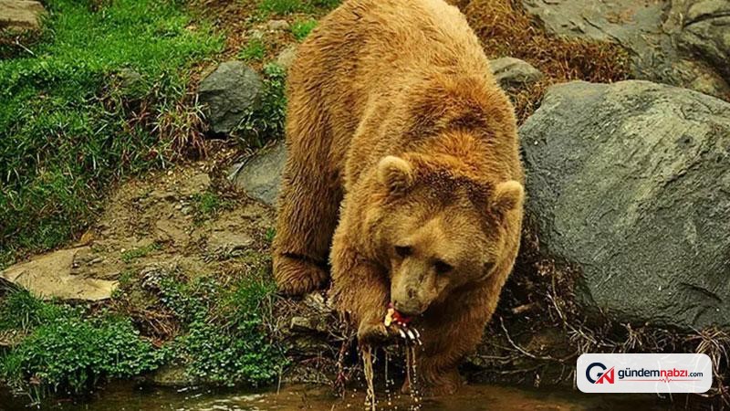 Karadeniz ve Doğu Anadolu'da artan ayı nüfusu için uzman uyarısı