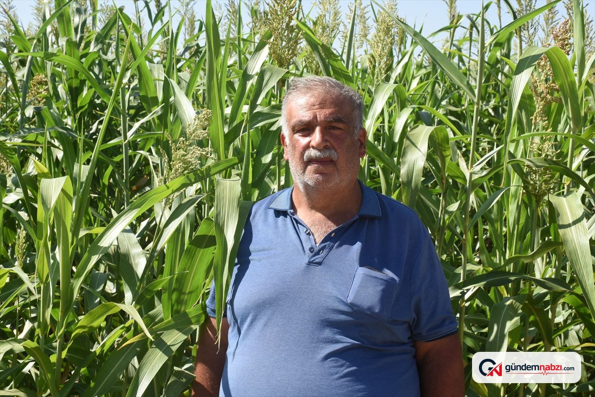 Malatya'da sorgun otu kaba yeme alternatif oldu