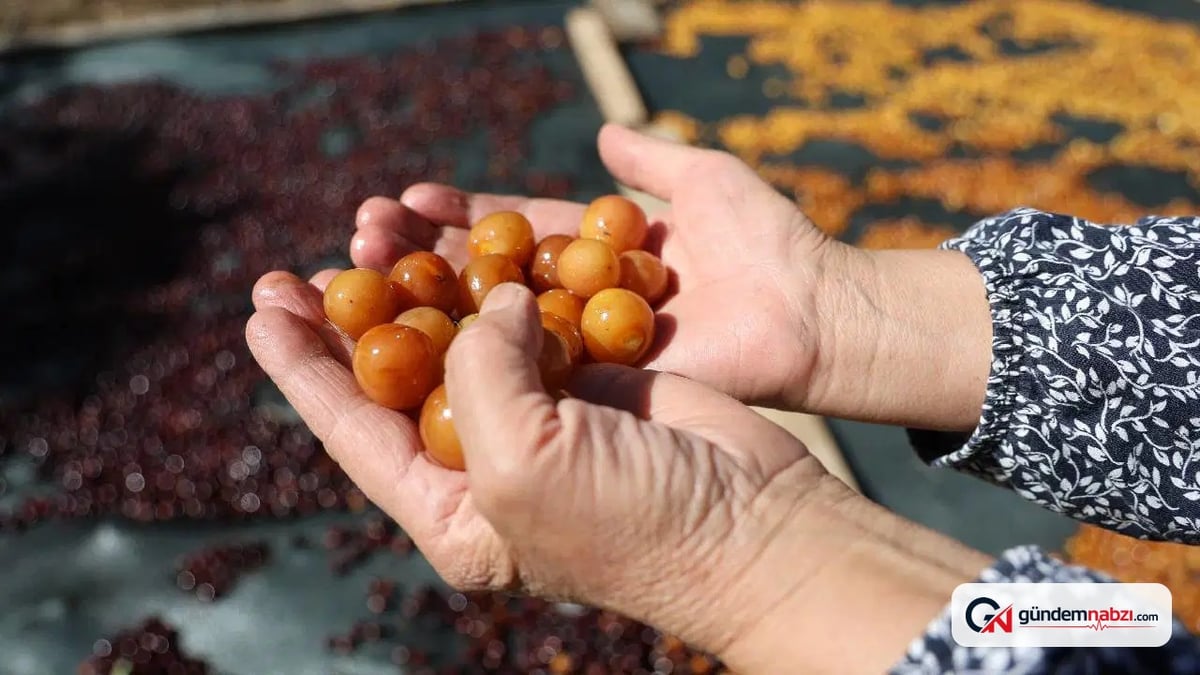 Adana'da satılamayan kirazlar kurutulup kışlık çerez oldu