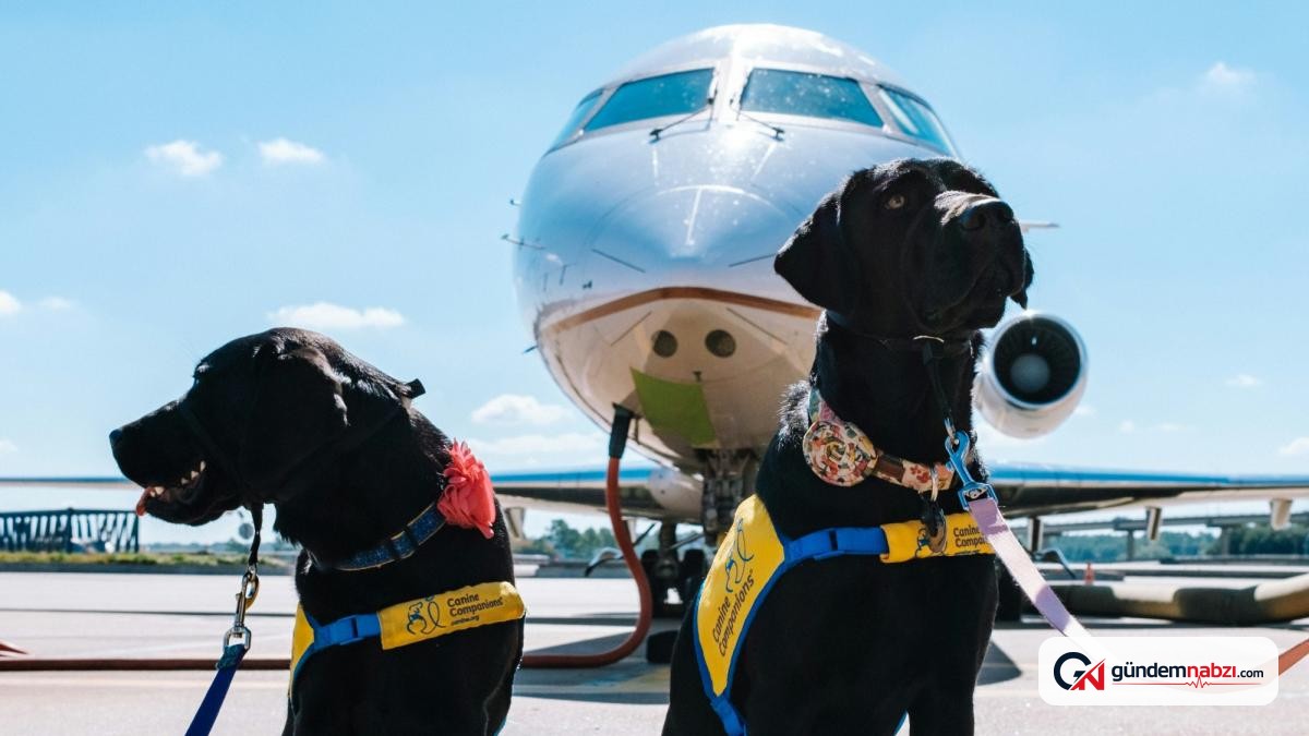 Uçakta köpek taşıma kuralları ve ücretleri nasıl uygulanıyor