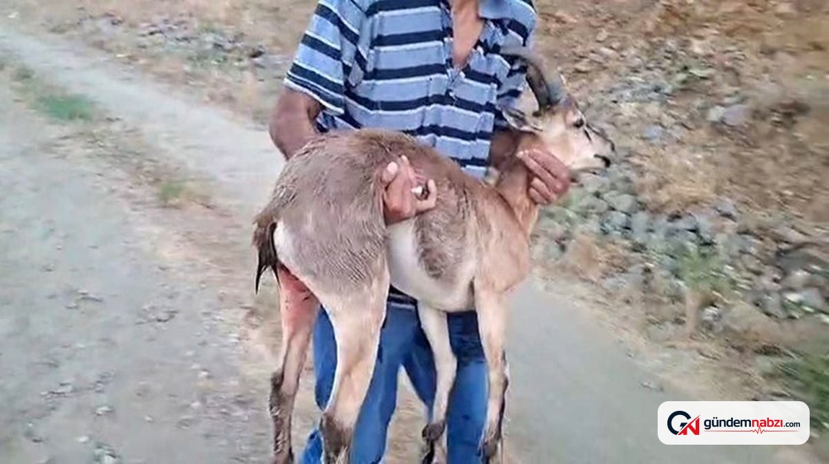 Elazığ'da köpeklerin yaraladığı dağ keçisini kucağında taşıdı