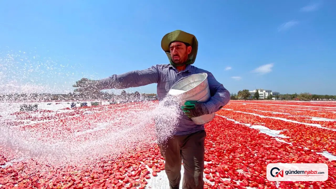 İzmir'de kurutulan domatesler dünya pazarında