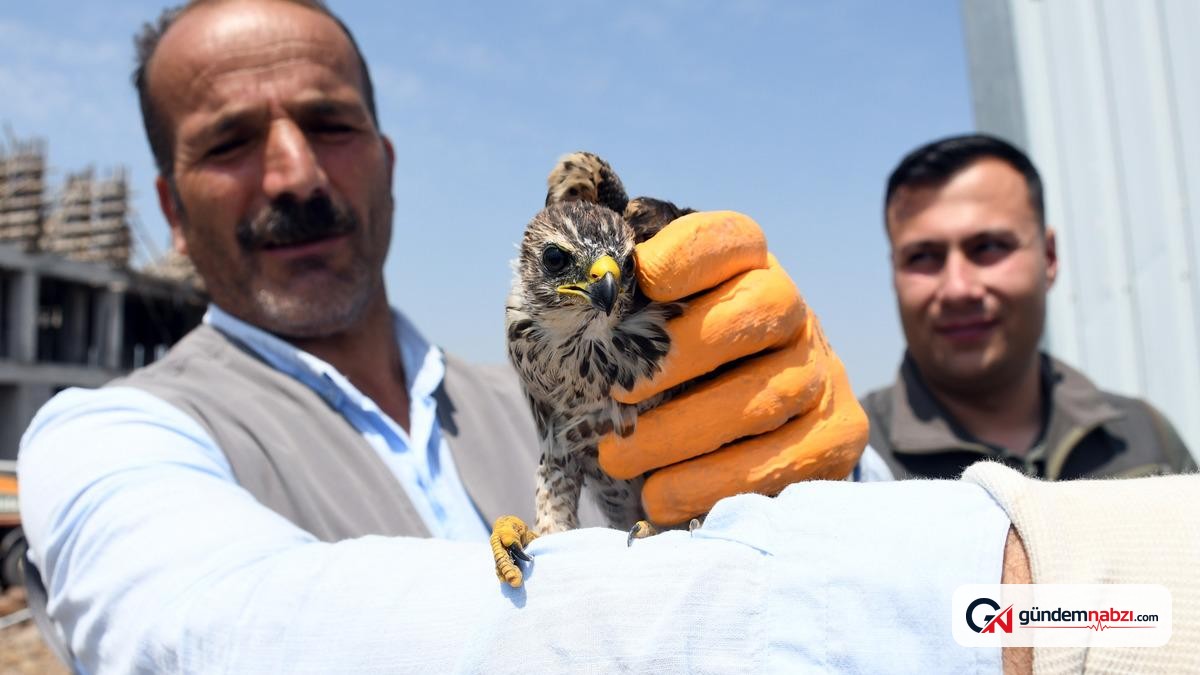 Kars'ta inşaat işçilerinin bulduğu yavru gökdoğan koruma altında