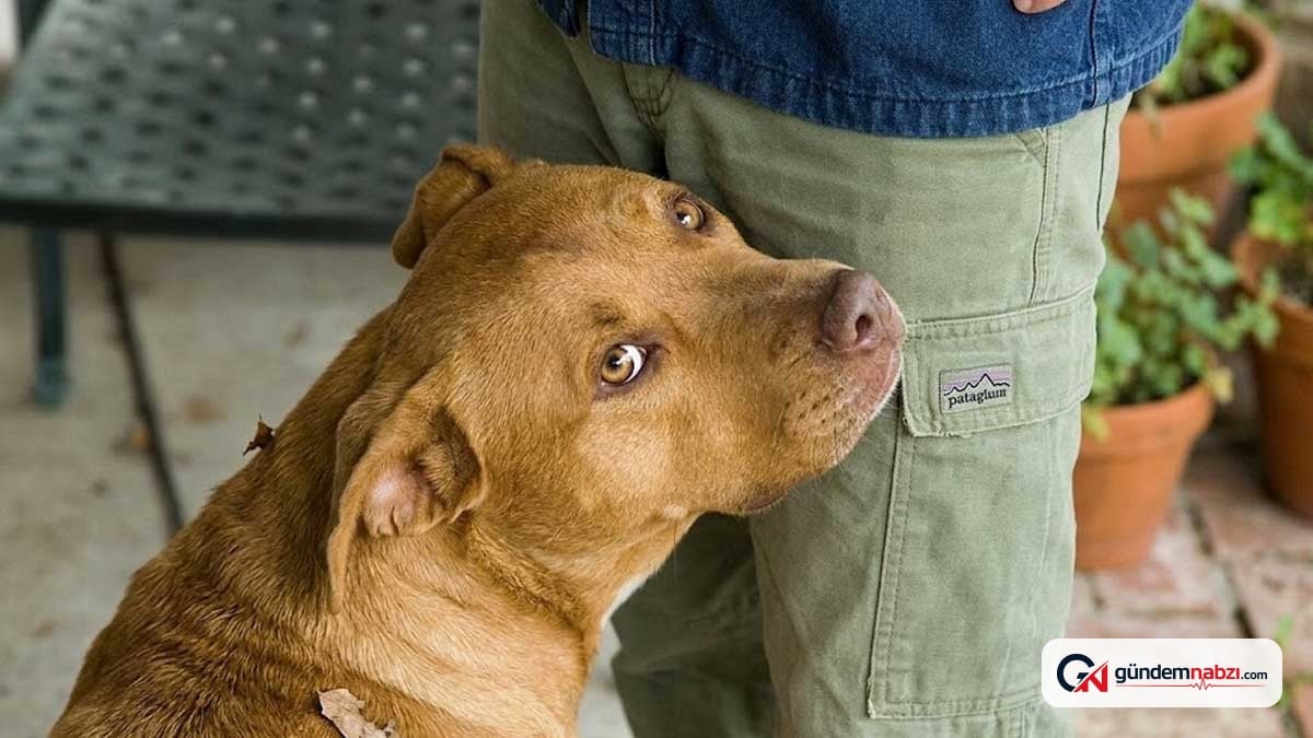 Köpekler insanları neden kasıklarından koklar