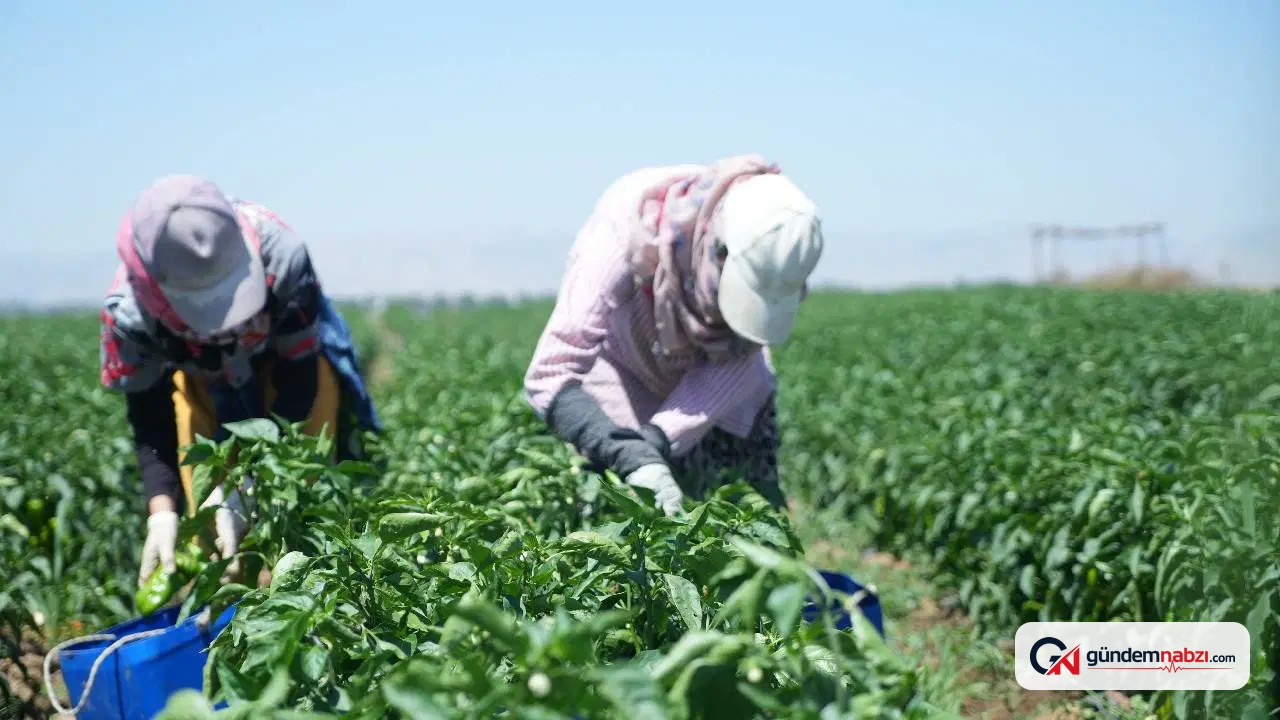 Muş ovası'nda kavurucu sıcakta biber hasadı başladı