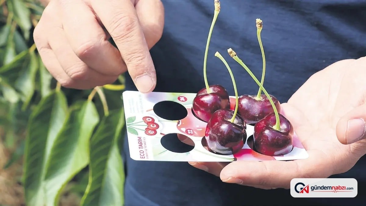 İncesu kirazları Avrupa pazarında