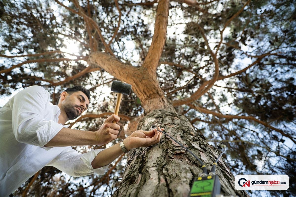 İstanbul'un asırlık ağaçları rölöve ve akustik tomografiyle korunuyor