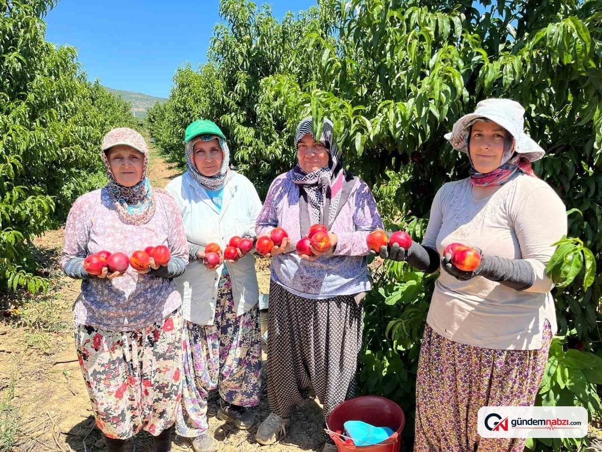 Bursa'da nektarin üreticilerinden raf fiyatı tepkisi