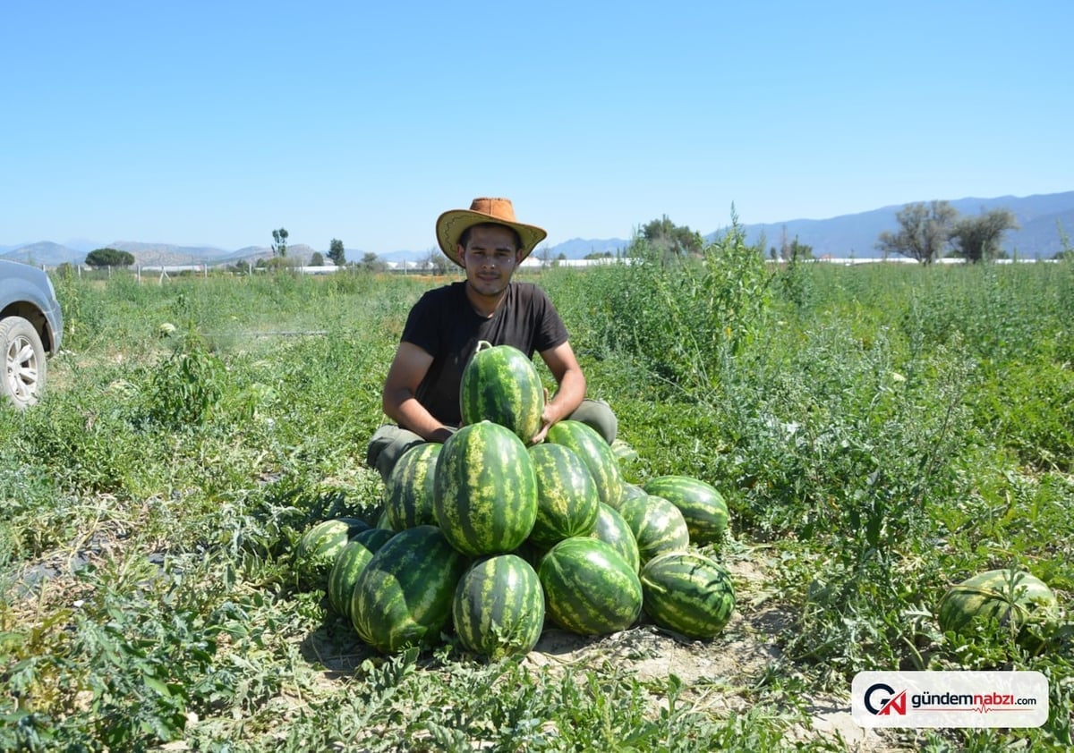 Antalya'da yayla karpuzu hasadı başladı