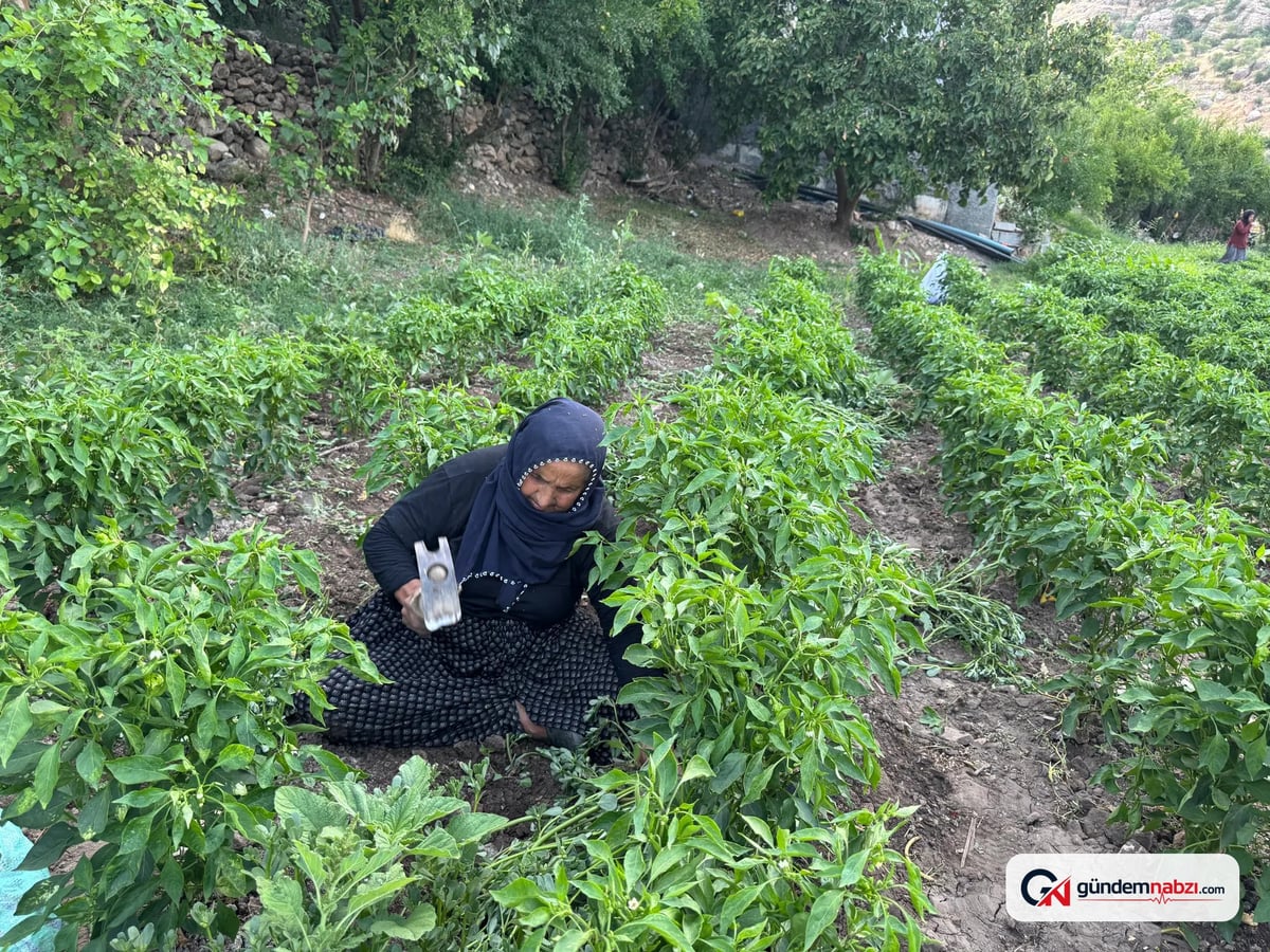 Diyarbakır'da Çermik biberi hasadı başladı, fiyatı düştü
