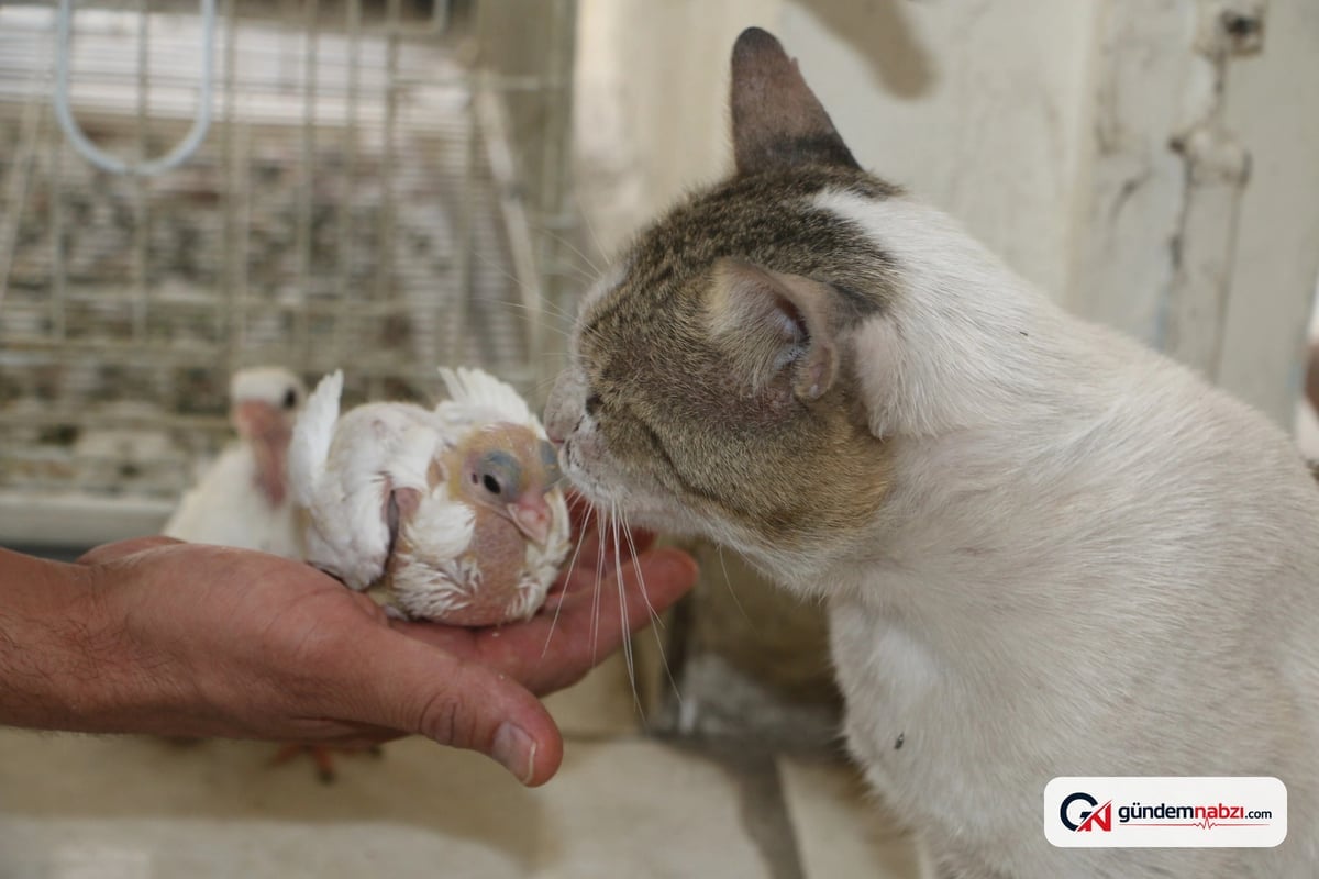 Diyarbakır'da et yemeyen Vejetaryen Kedi Bulut ilgi görüyor