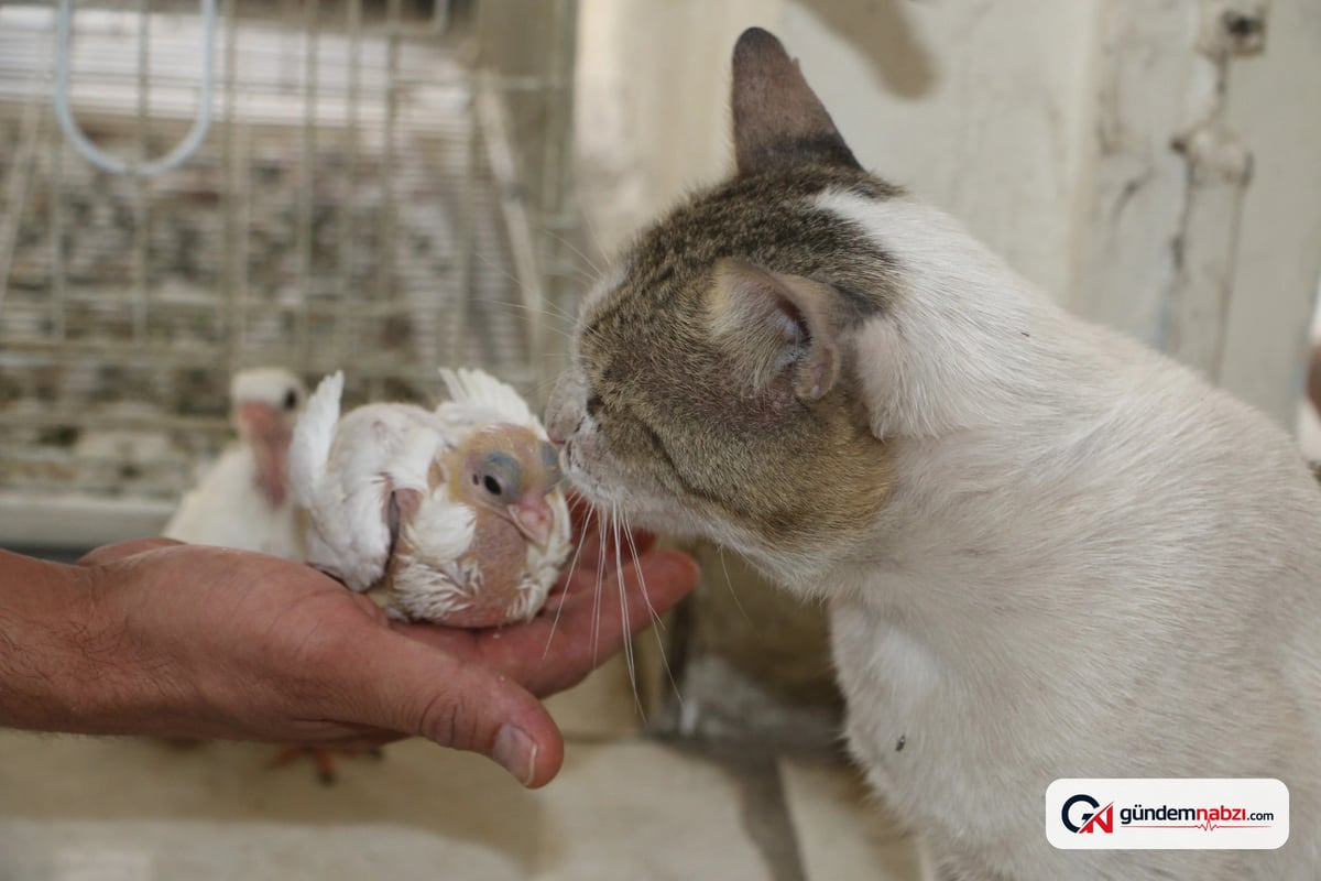 Diyarbakır'da et yemeyen Vejetaryen Kedi Bulut ilgi görüyor