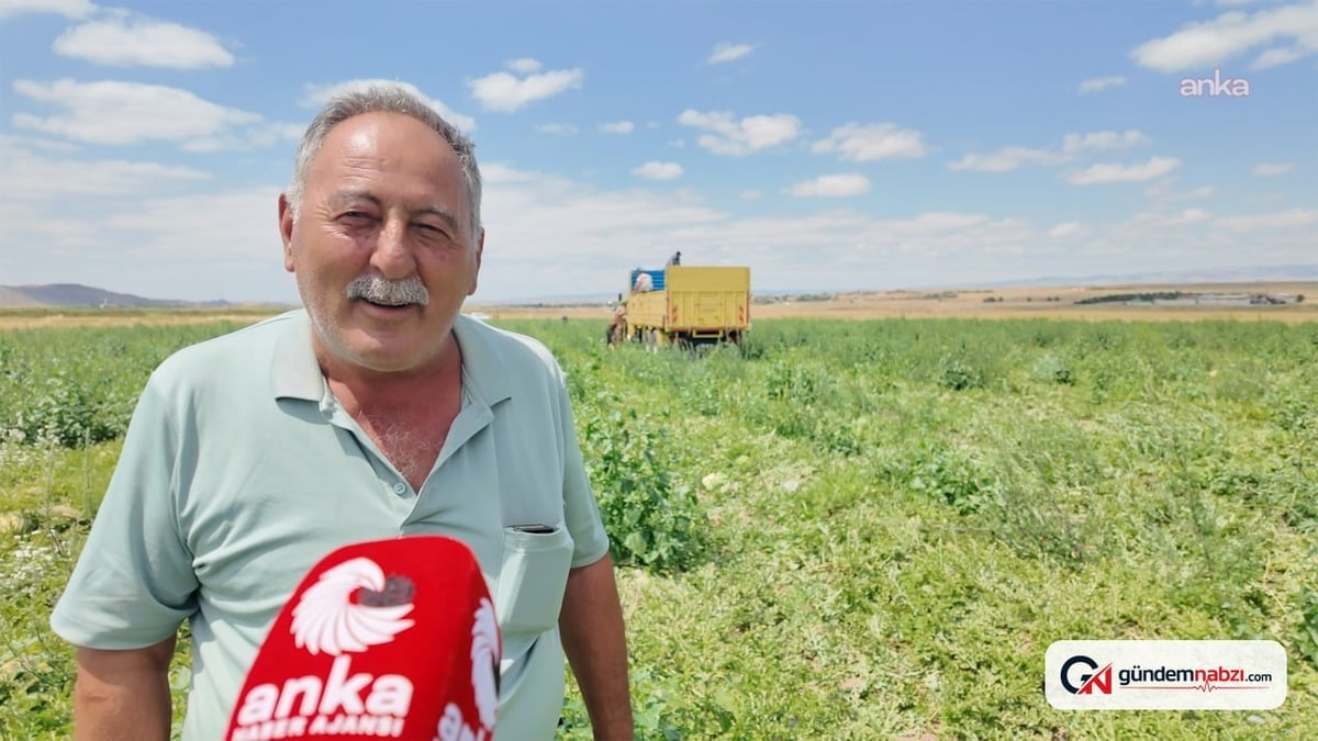 Yozgat'ta karpuz üreticisi maliyetler ve düşük fiyatlardan dertli