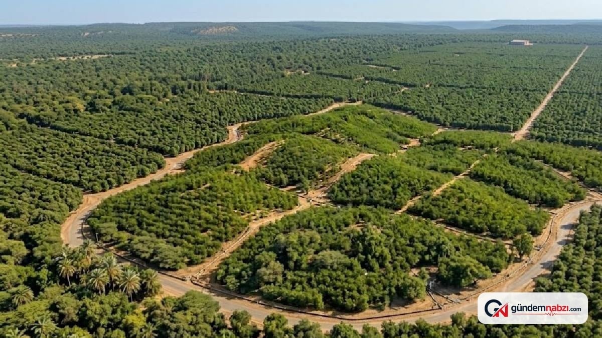 Etiyopya'da rekor ağaç dikimi felakete yol açtı