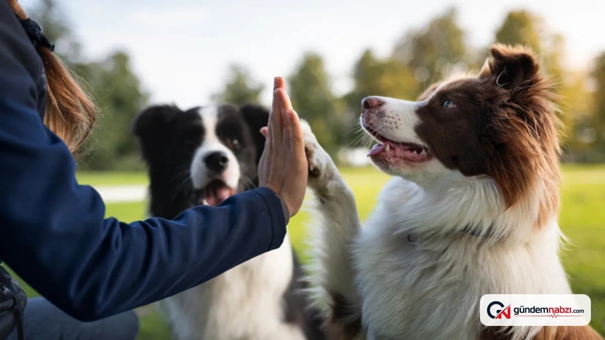 Uzmanlardan uyarı: Köpeklerin beden dili yanlış biliniyor