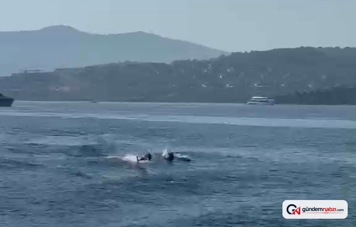 Muğla'da yunusların Türkbükü koyundaki neşeli anları
