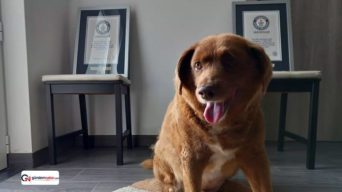 Dünyanın en yaşlı köpeği Bobi 31 yaşında öldü