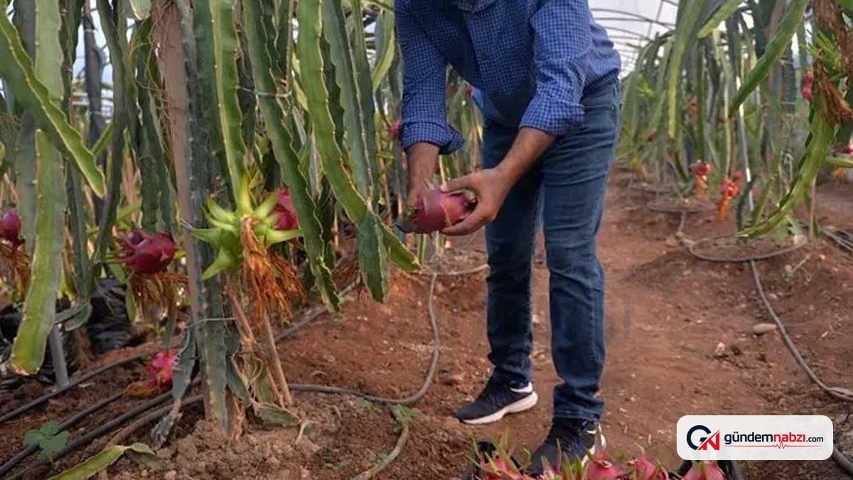 Ejder meyvesinde 3 tarım ilacı kalıntısı tespit edildi