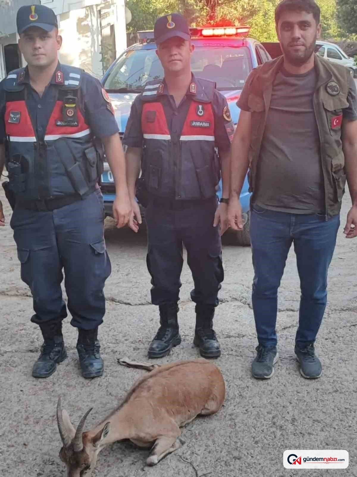 Yaralı dağ keçisi jandarma ve doğa koruma ekipleri tarafından kurtarıldı