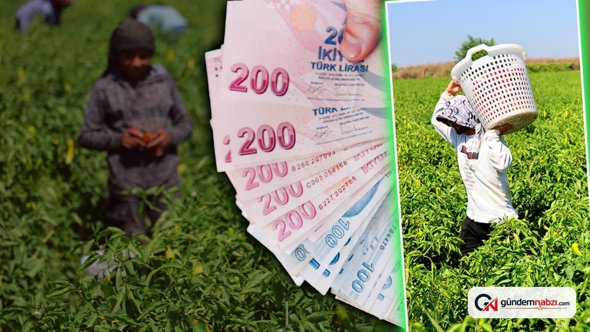 Adana'da biber hasadı: İşçiler günde 1250 lira kazanıyor