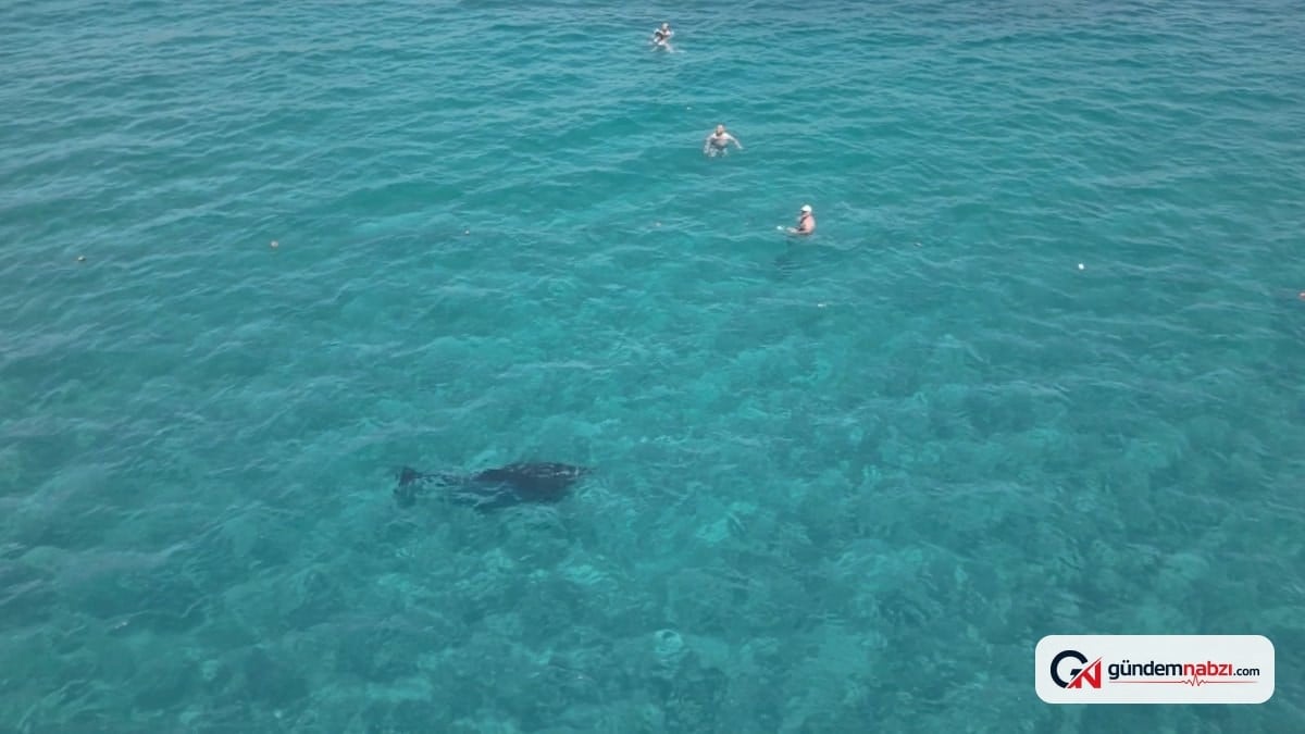 Antalya'da yunus, turistlerle aynı sularda yüzdü