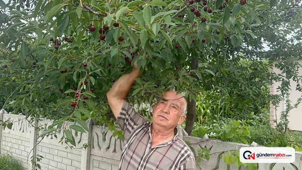 Vişne hasadında pazarlık fiyatı 80 liradan başladı