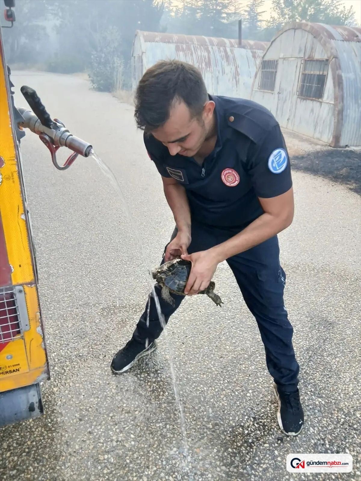 Eskişehir'de yangından kurtarılan kaplumbağa doğaya salındı
