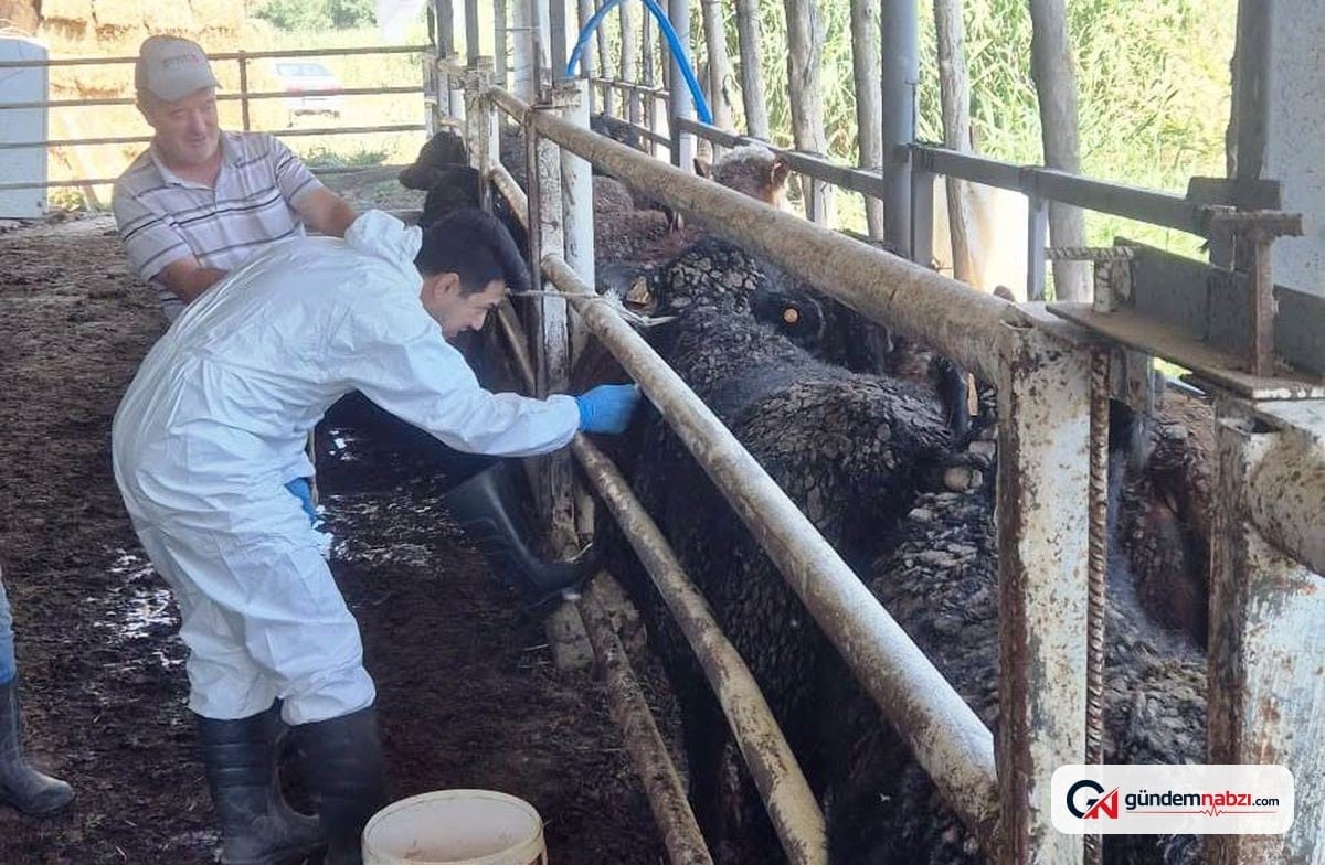 Uruguay'dan getirilen sığırlar Kütahya'da kontrolden geçiriliyor