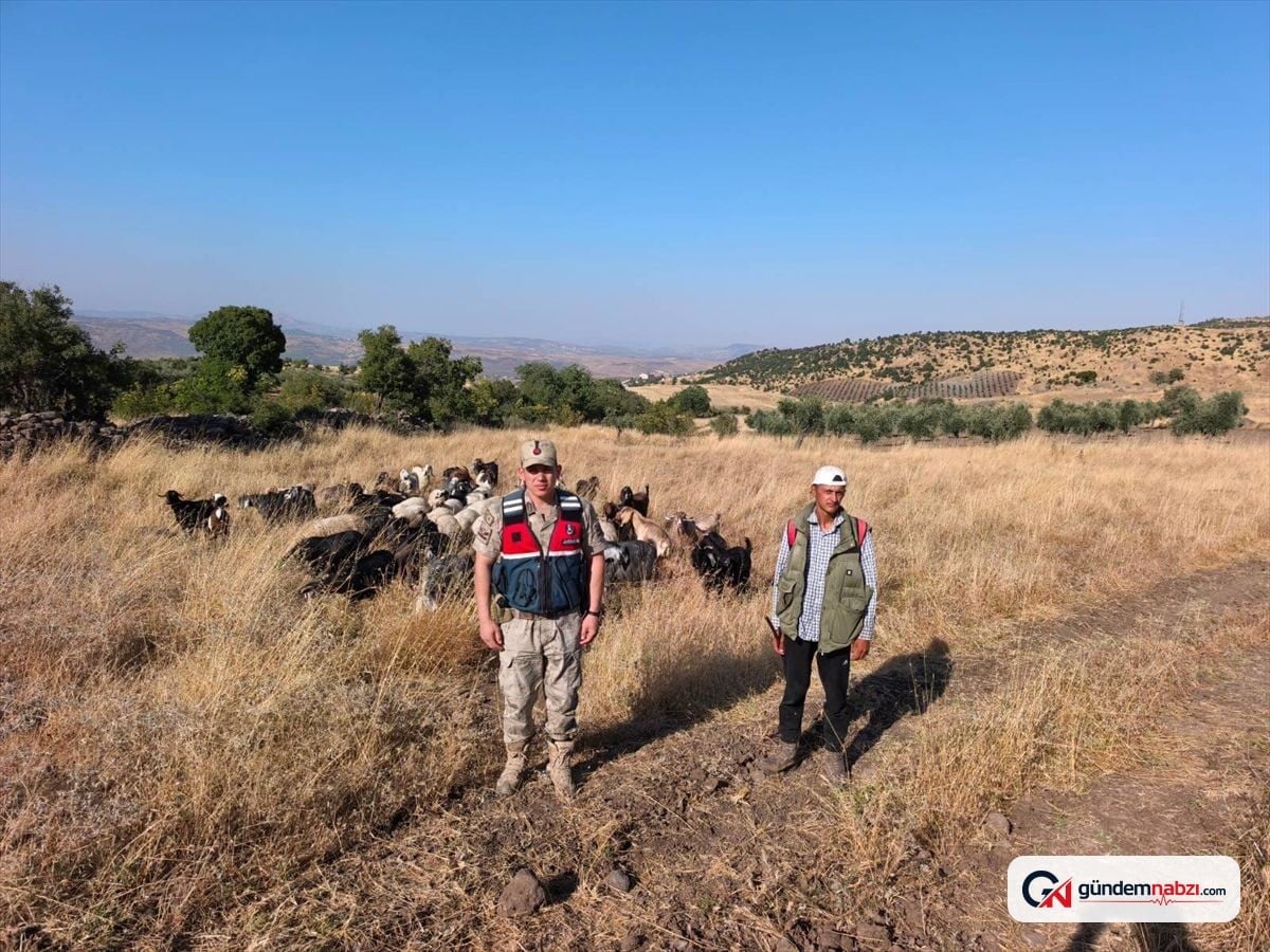 Kilis'te kaybolan 50 küçükbaş hayvan bulundu