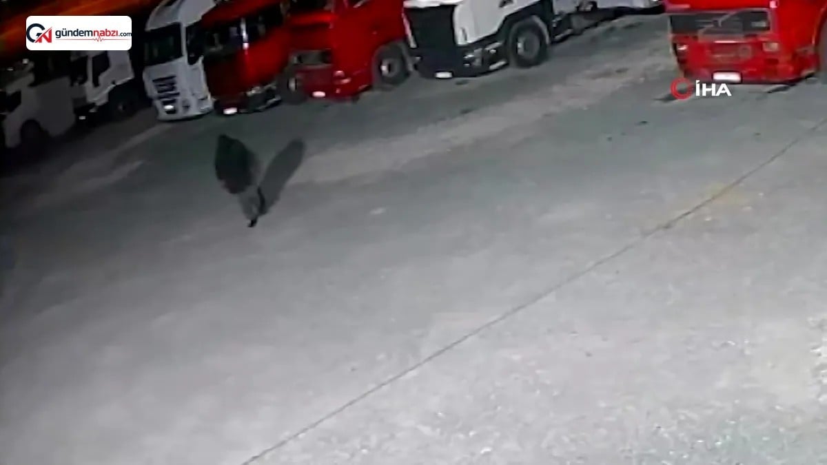Kastamonu'da maskeli saldırgan kooperatifin pencerelerini kırdı