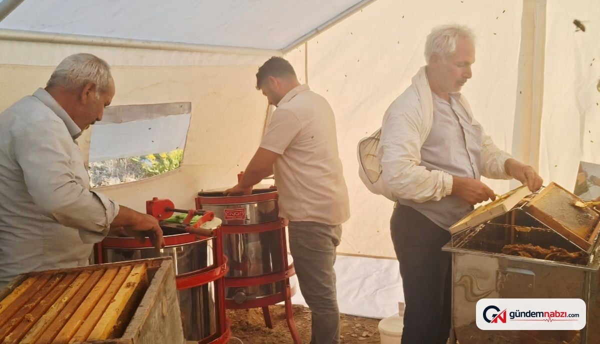 Adıyaman Sincik'te arıcılar bal hasadına başladı