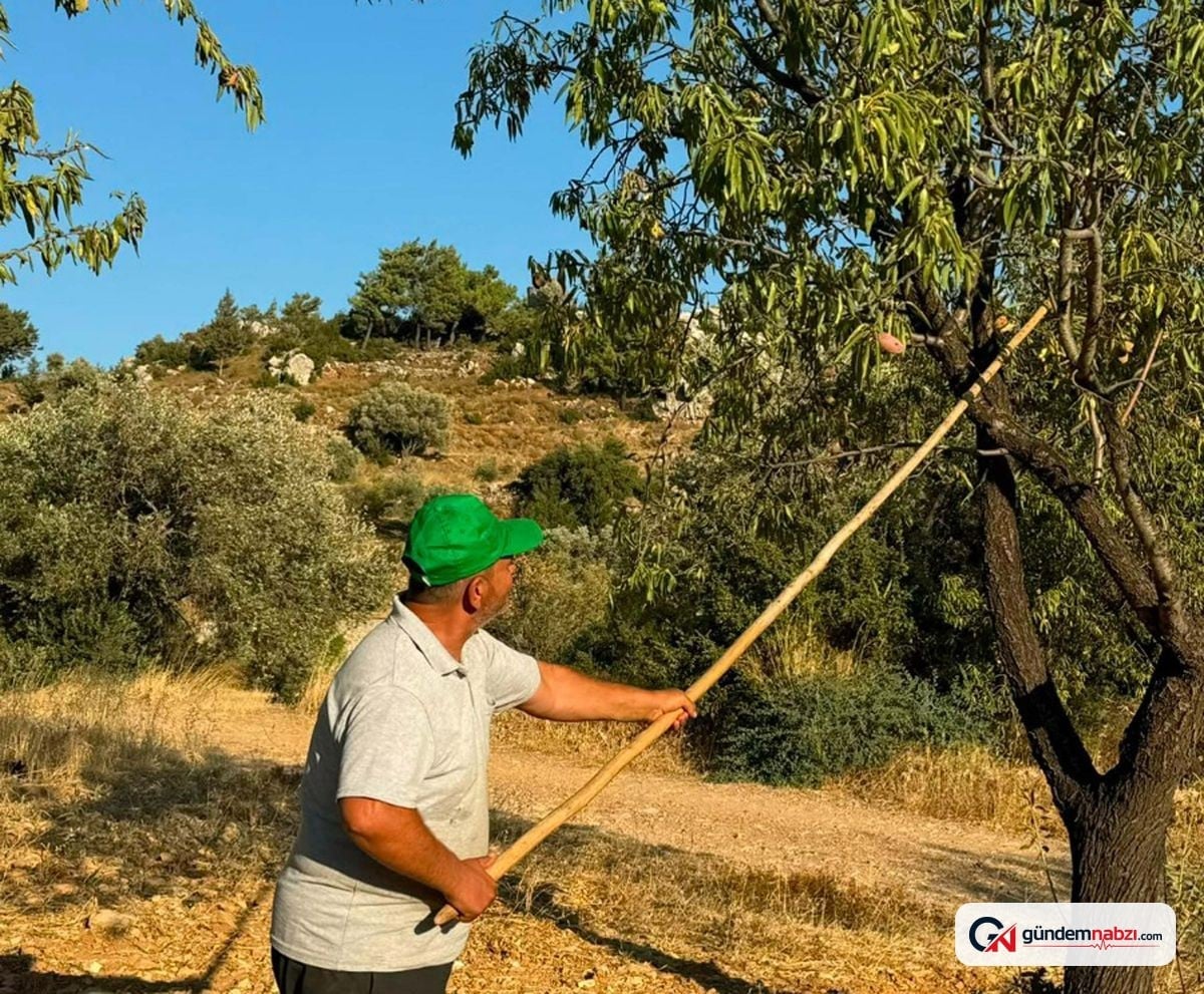 Datça'da badem hasadı başladı