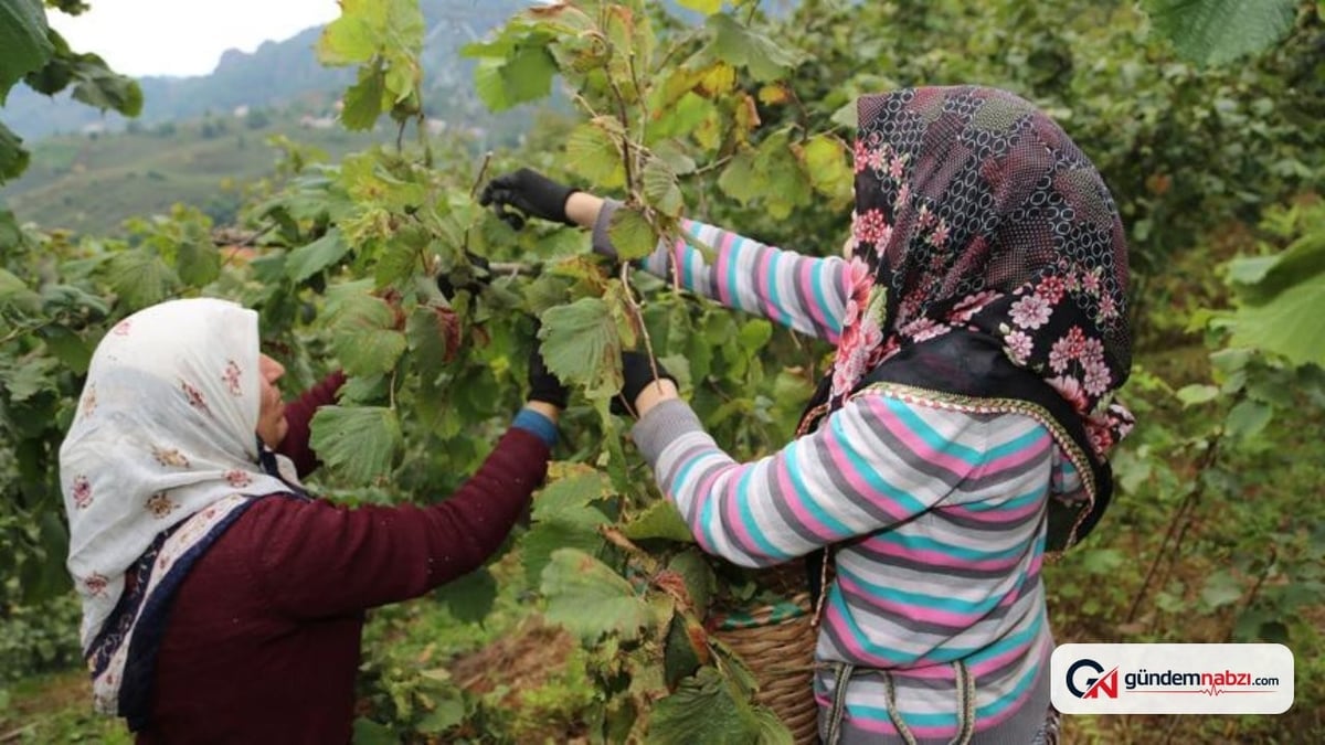 2026 TMO fındık alım fiyatları ne zaman açıklanacak
