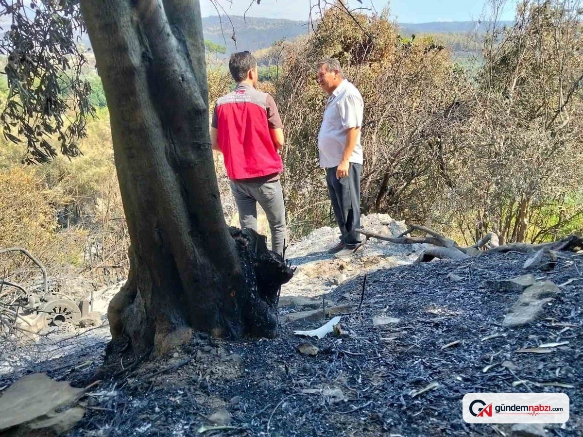 Muğla'da yangın sonrası hasar tespit çalışmaları devam ediyor