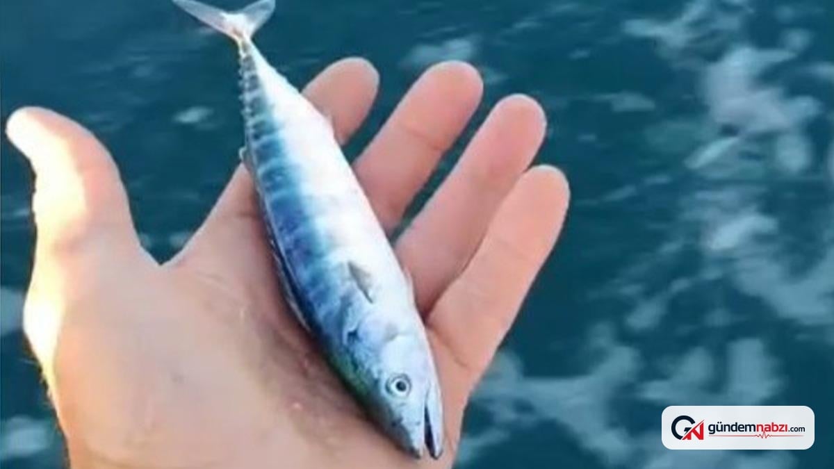Sinop'ta sezonun ilk vonozu yakalandı
