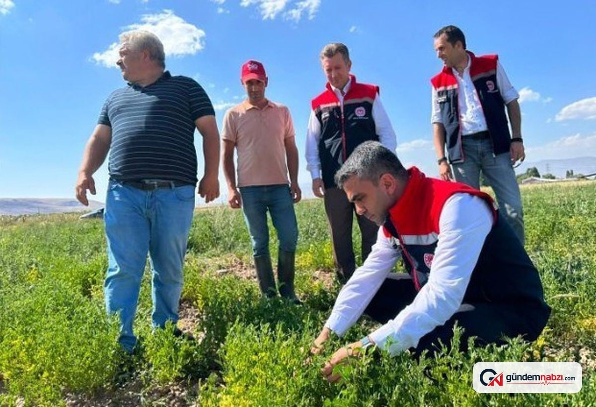 Erzurum'da tarım projesi kapsamında mercimek tarlaları denetlendi