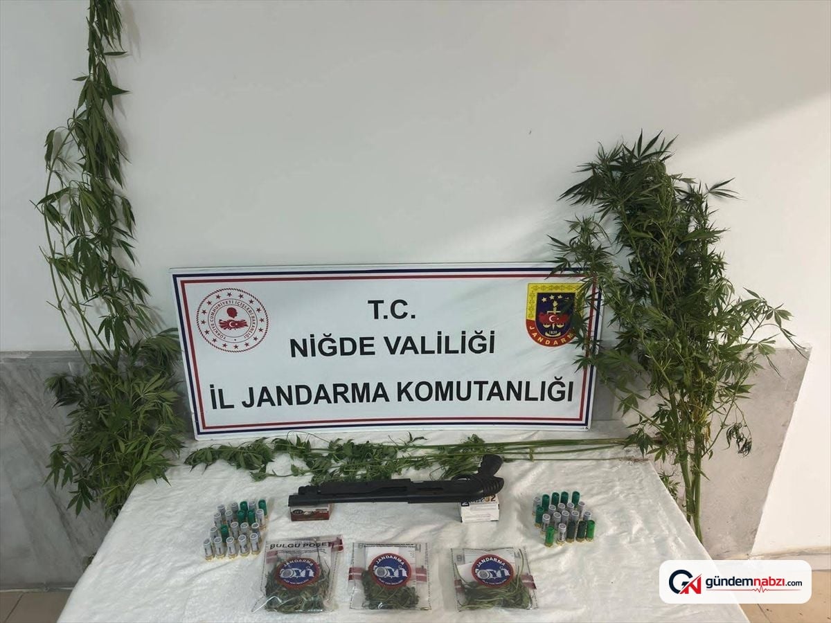 Ulukışla'da uyuşturucu operasyonu: 16 kök kenevir ele geçirildi