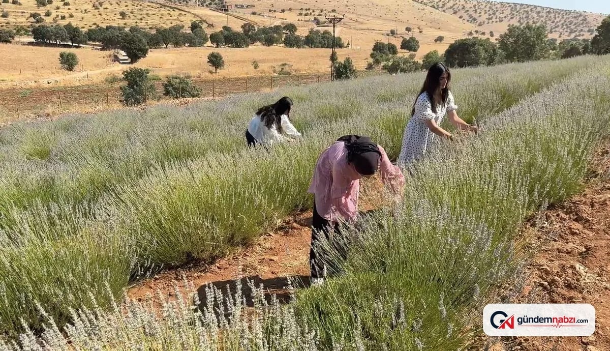 40 yıllık boş arazi lavanta bahçesine dönüştürüldü