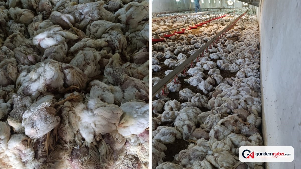 Bolu'da çiftlikte havalandırma arızası: 4 bin tavuk telef oldu
