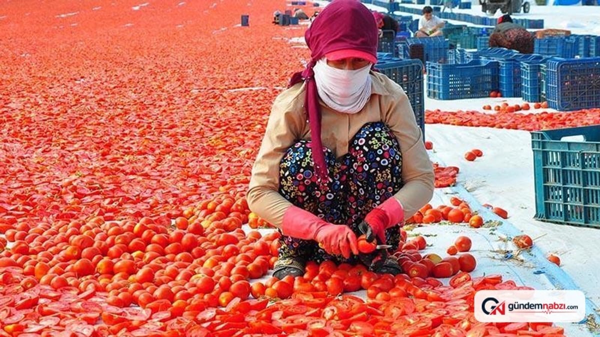 Manisa'da kurutulan domatesler 91 ülkeye ihraç ediliyor