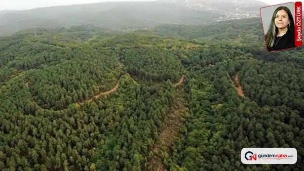 Kuzey Ormanları'ndaki rüzgar santrali projesine onay