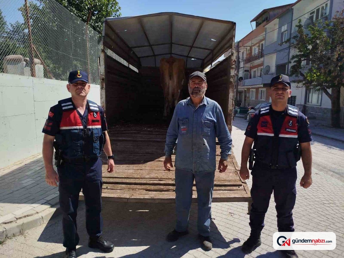 Eskişehir'de çalınan büyükbaş hayvanlardan biri Bilecik'te bulundu