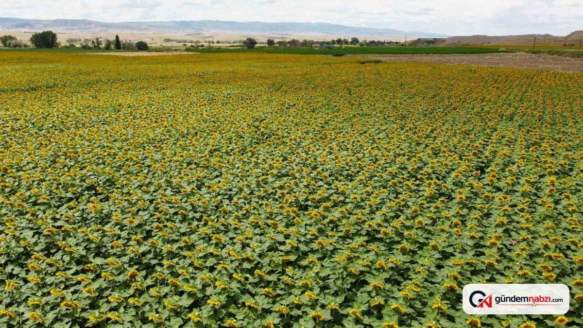 Yozgat'ta ayçiçeği tarlaları dronla görüntülendi