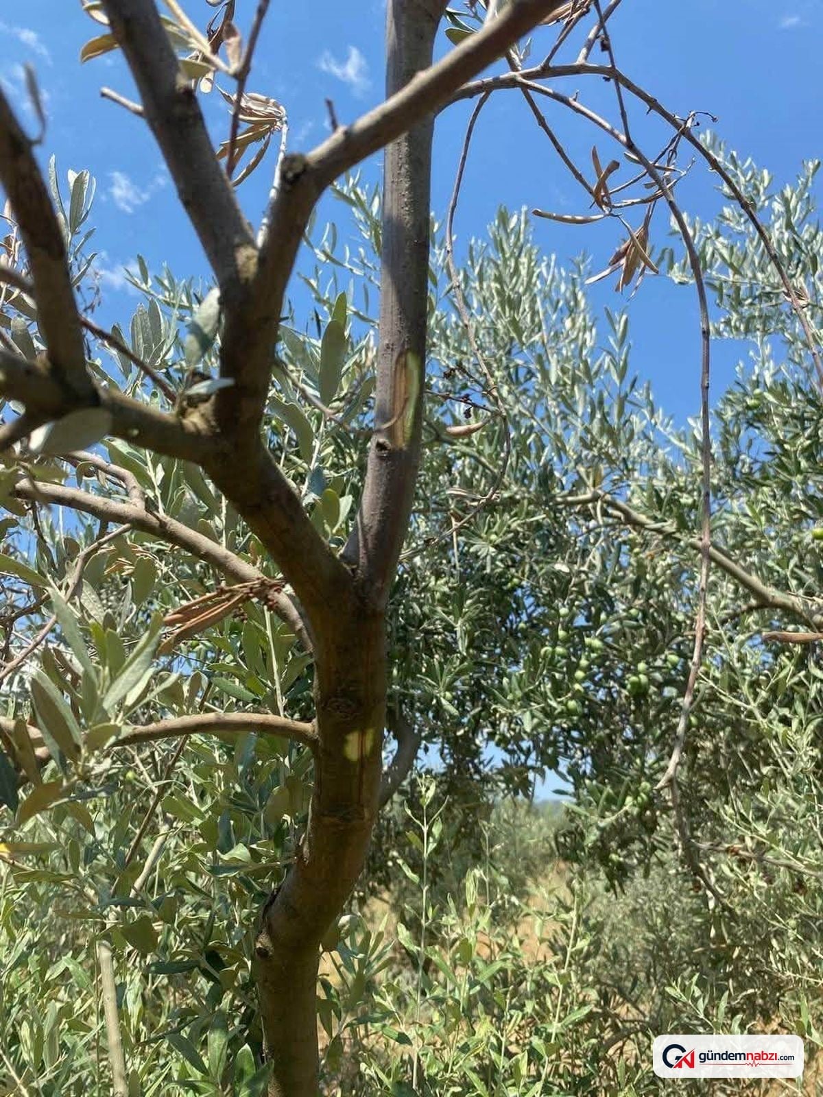 Muğla Menteşe'de zeytin bahçelerinde verticillium solgunluğu denetimi