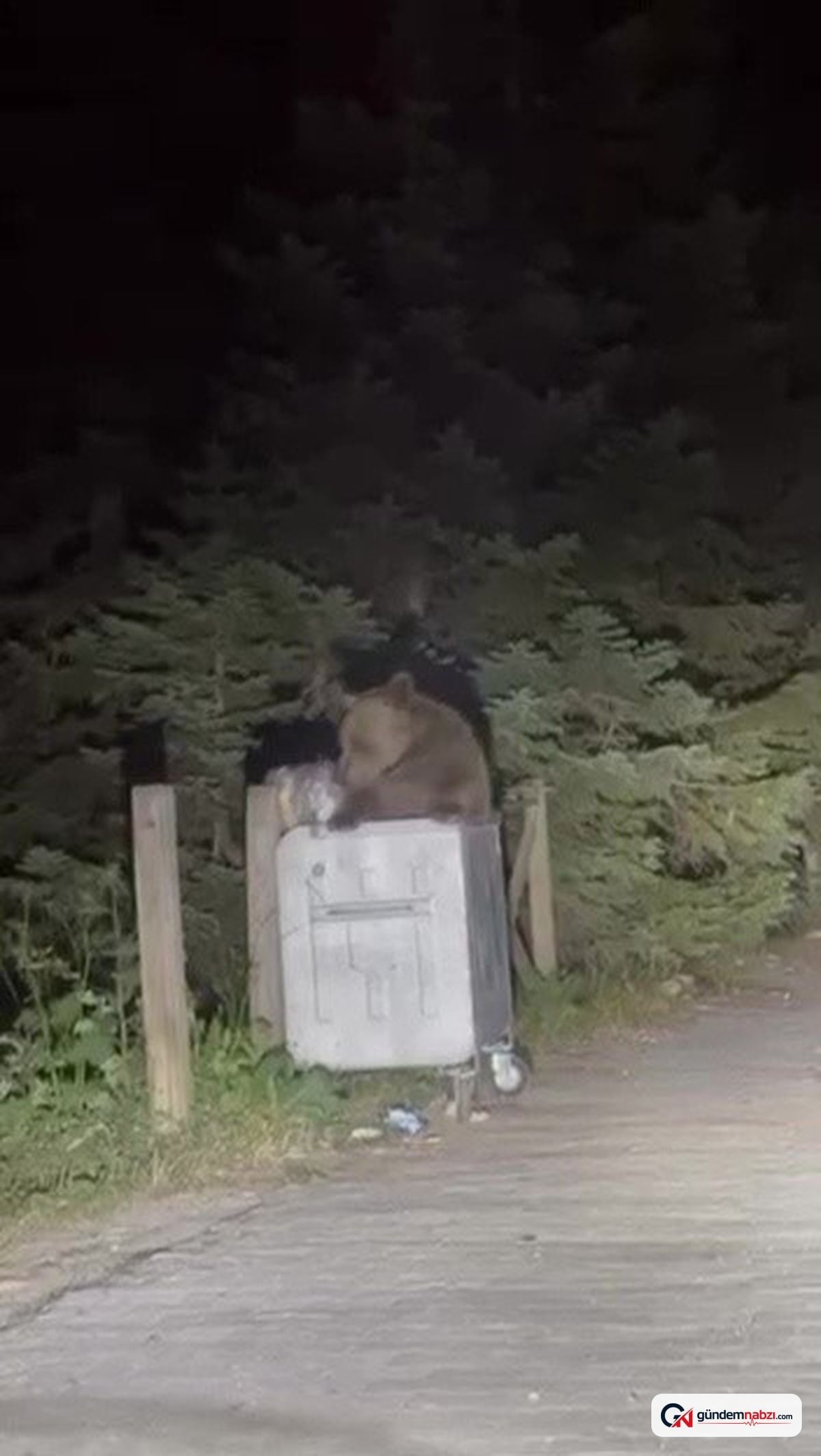 Uludağ'da aç kalan ayı çöpten yiyecek aradı