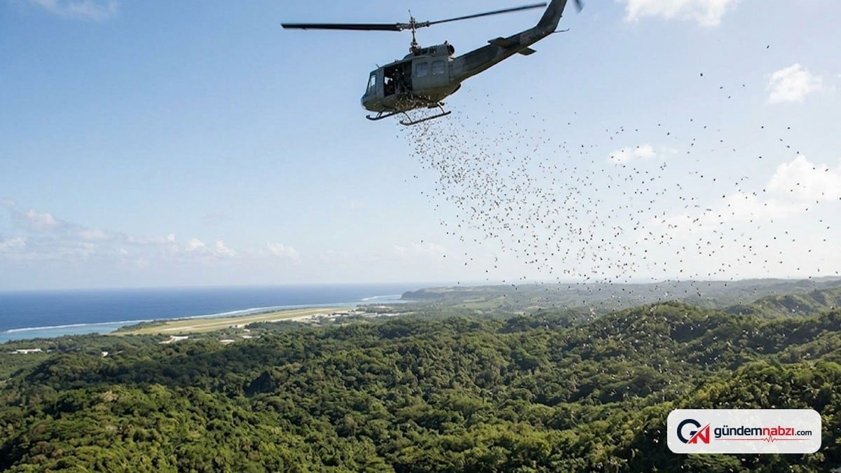 Guam Adası'nda helikopterle 2 bin ölü fare bırakıldı
