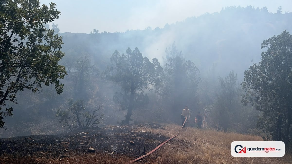 Bursa'da orman yangını çıktı