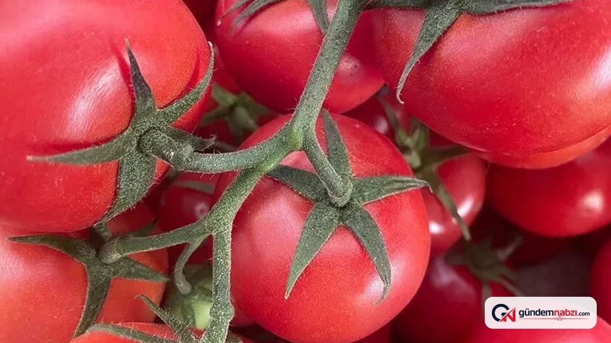 6 hafta boyunca her gün domates tüketenlerin karaciğerinde değişim